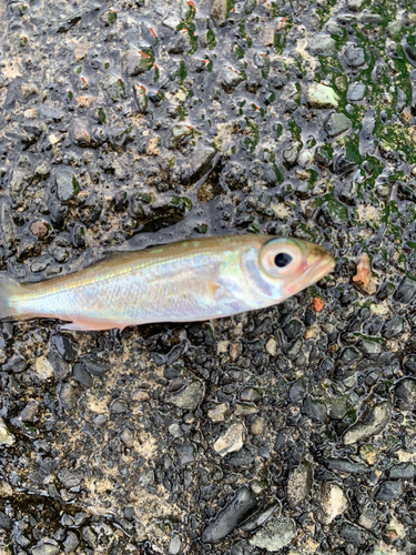 キスの釣果