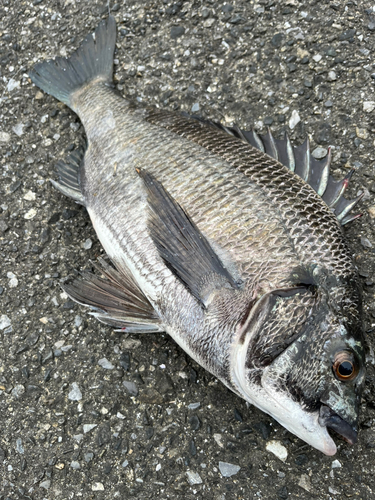 クロダイの釣果