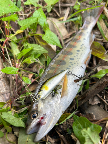 ヤマメの釣果