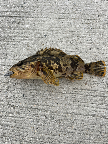 タケノコメバルの釣果