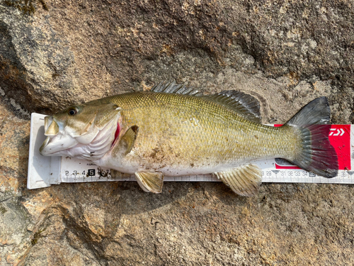 スモールマウスバスの釣果