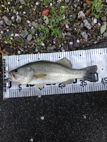 ブラックバスの釣果