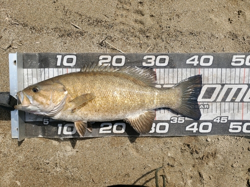 スモールマウスバスの釣果