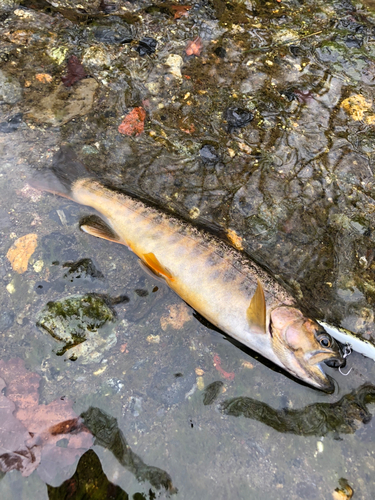 ヤマメの釣果