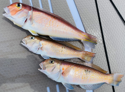 アカアマダイの釣果