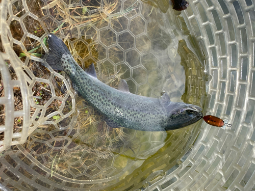 ニジマスの釣果