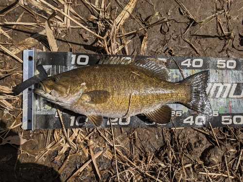 スモールマウスバスの釣果