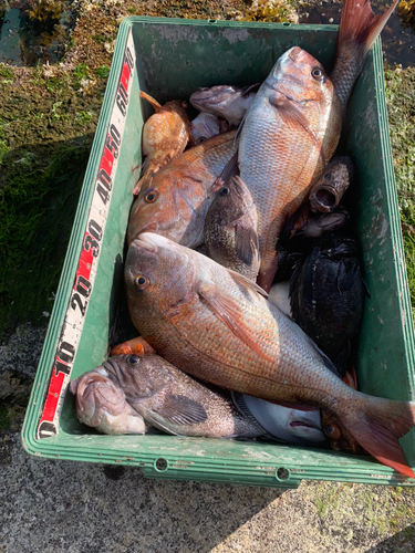 タイの釣果