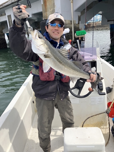 マルスズキの釣果