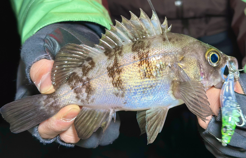 シロメバルの釣果