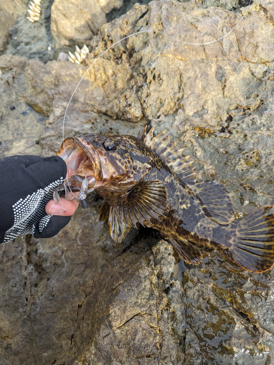 タケノコメバル