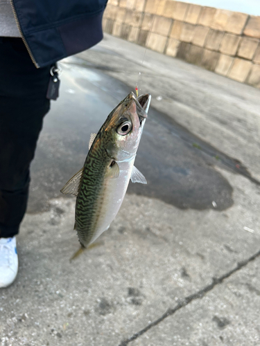 サバの釣果