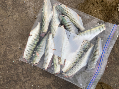 コノシロの釣果