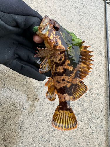 タケノコメバルの釣果