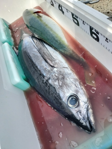 ビンチョウマグロの釣果