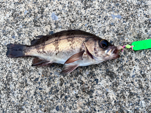 メバルの釣果