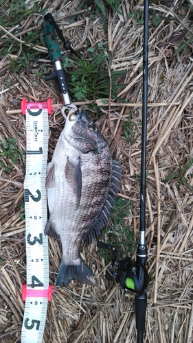 クロダイの釣果