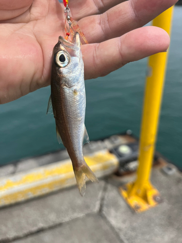 ムツの釣果