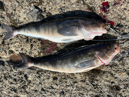 ホッケの釣果