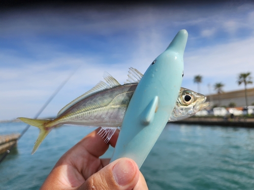 マアジの釣果