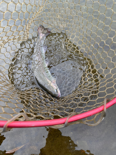 トラウトの釣果