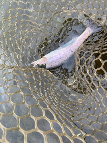 トラウトの釣果