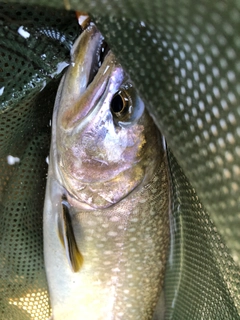 イワナの釣果