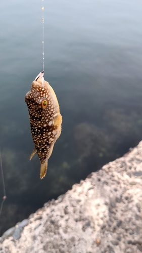 クサフグの釣果