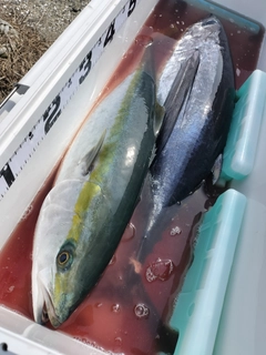 ブリの釣果