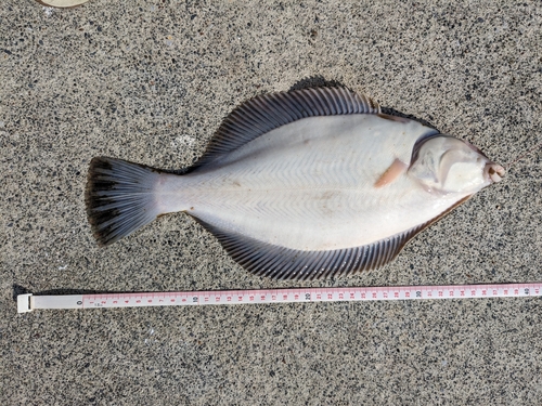 カレイの釣果