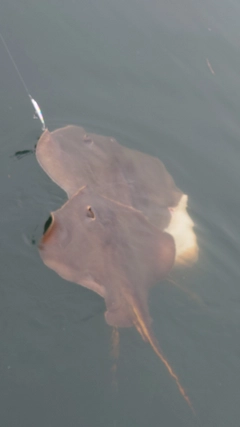 エイの釣果