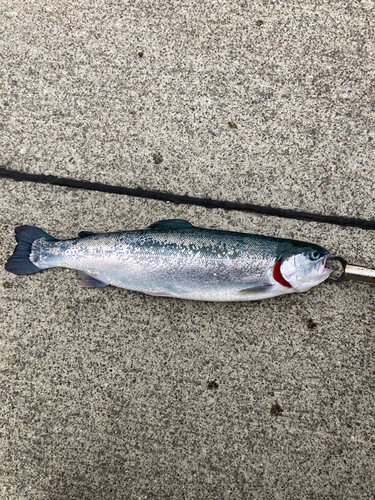 トラウトの釣果