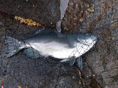 メジナの釣果