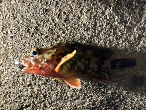 タケノコメバルの釣果