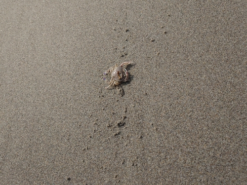 ワタリガニの釣果