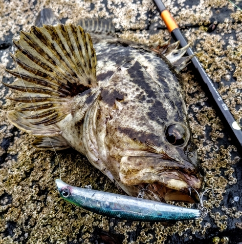 ベッコウゾイの釣果