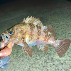 シロメバルの釣果