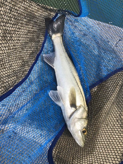 ハネ（マルスズキ）の釣果