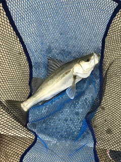 ハネ（マルスズキ）の釣果