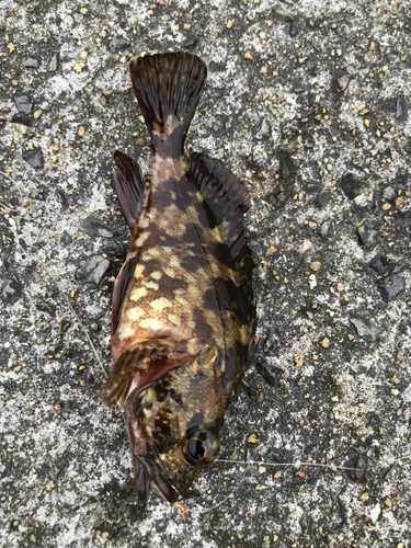 カサゴの釣果