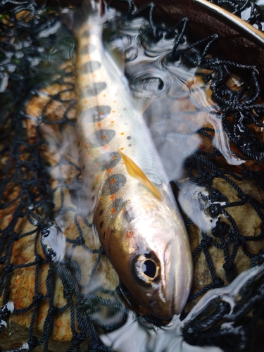 アマゴの釣果