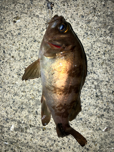 メバルの釣果