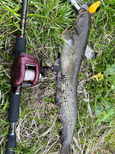 ニホンナマズの釣果