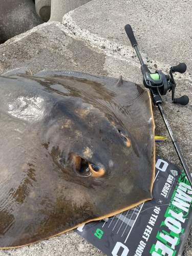 アカエイの釣果