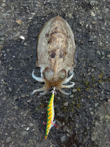 コウイカの釣果