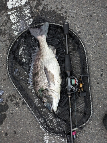 チヌの釣果