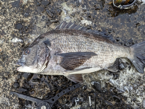 クロダイの釣果