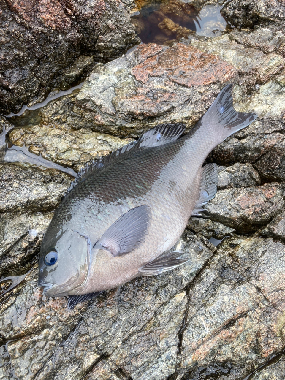 クチブトグレ