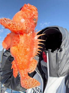 オニカサゴの釣果