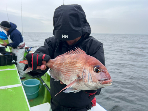 マダイの釣果